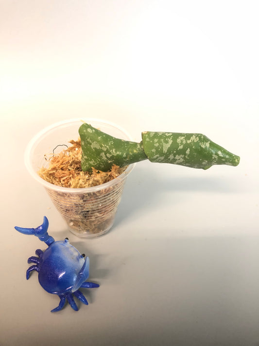 Hoya imbricata with some roots