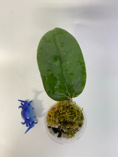 Hoya noid - actively growing