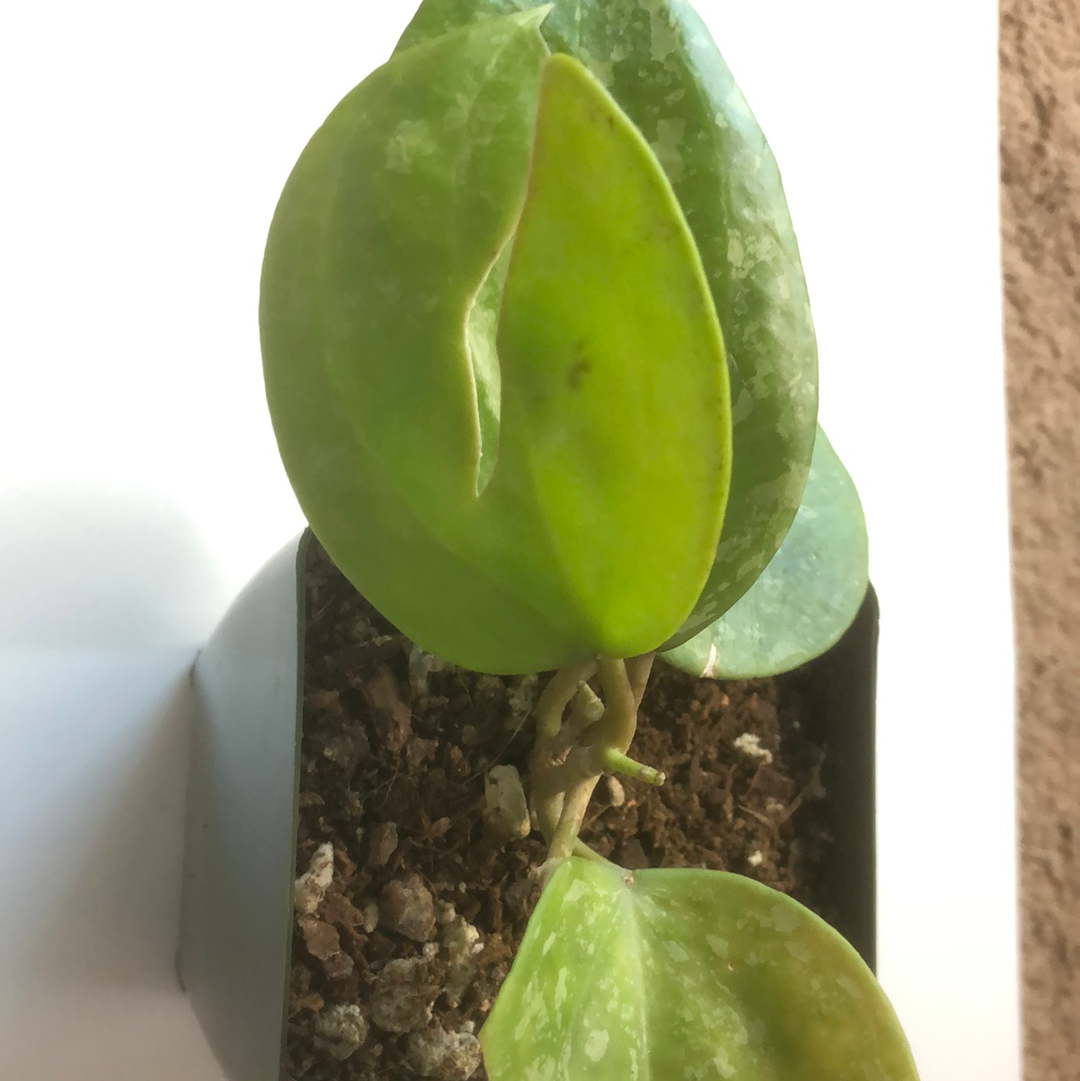hoya macrophylla snow queen with new growth