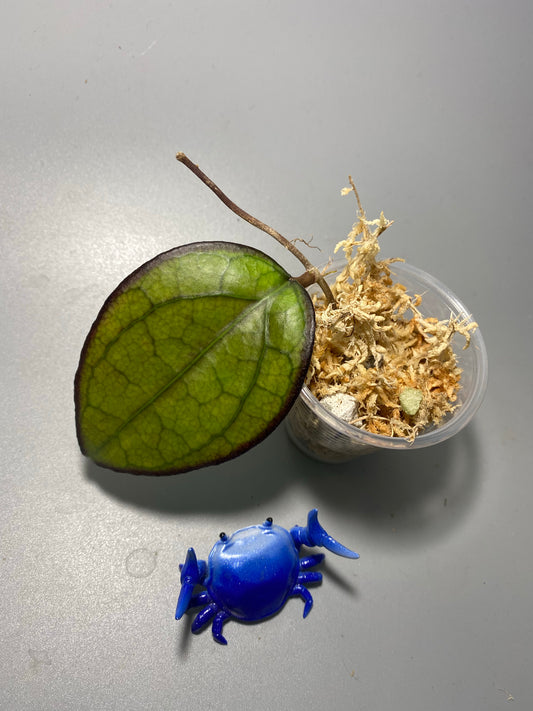 Hoya PMP 176 - joy x Jennifer - Unrooted