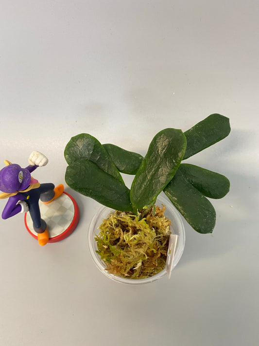 Hoya rotundiflora - with active growth