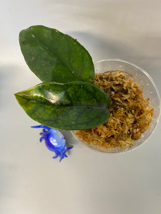 Hoya dasyantha with roots.