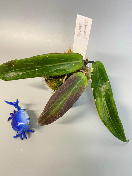 Reserved for Myanh - Hoya bordenii - rooted