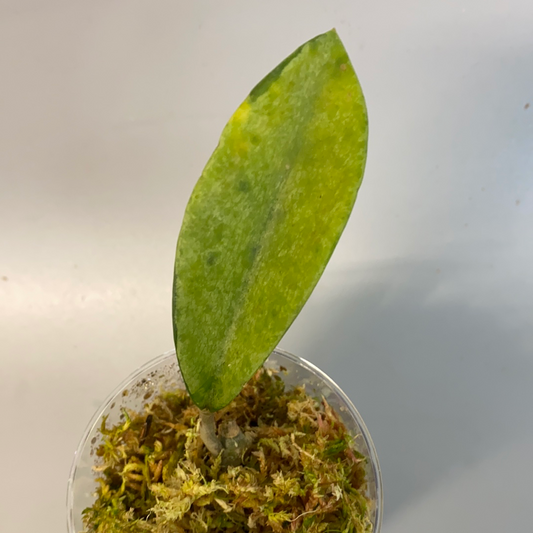 Hoya AH-074 silver clone- has roots