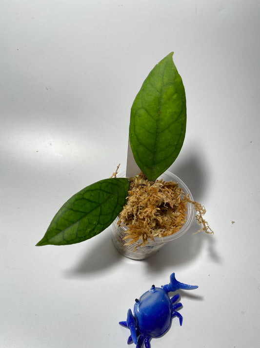 Hoya epc - etga - unrooted