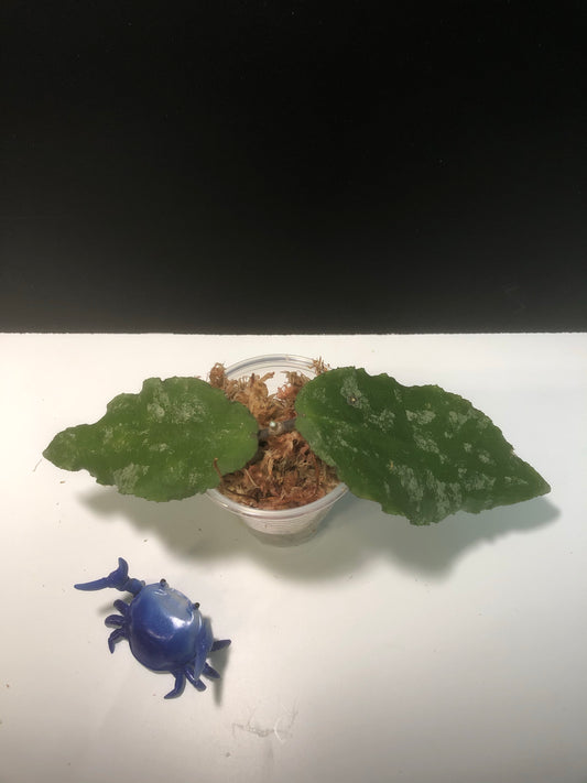 Hoya caudata big green leaf