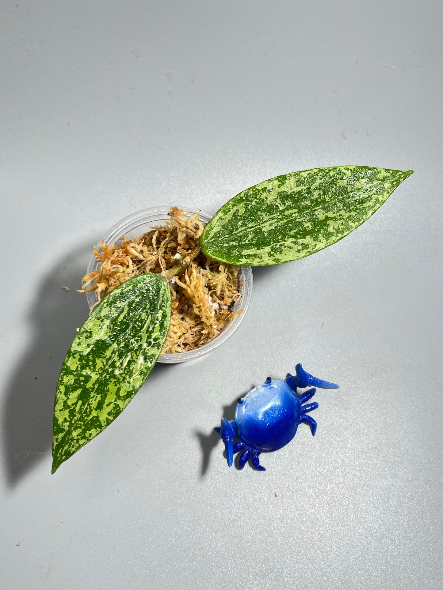 Hoya rangsan - Unrooted