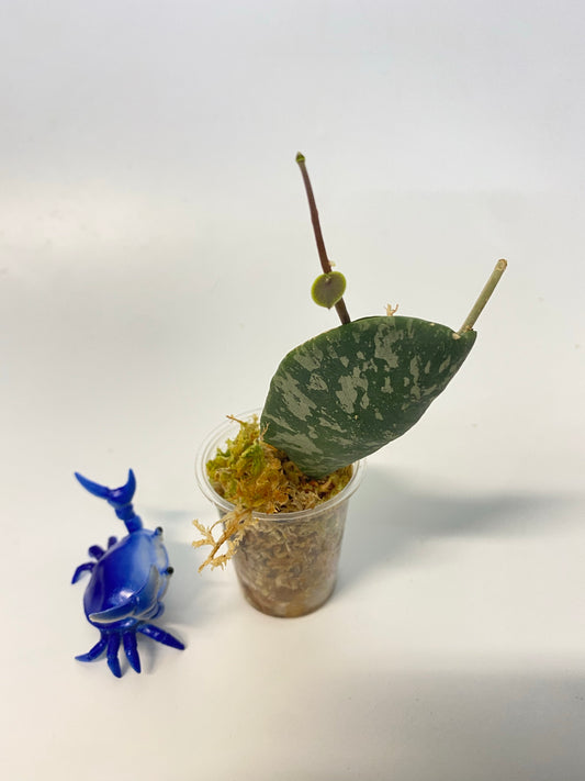 Hoya imbricata - active growth