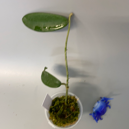 Hoya meliflua - has roots