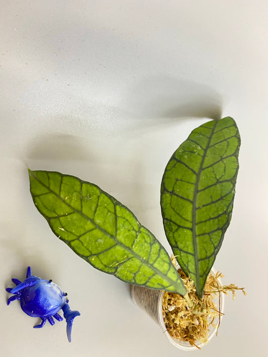 Hoya kalimantan - Unrooted