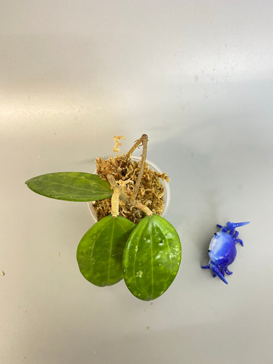 Hoya Hanhiae pink - starting to root