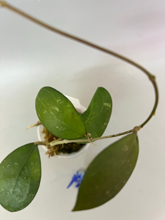 Hoya erythrostemma - big pink - active growth