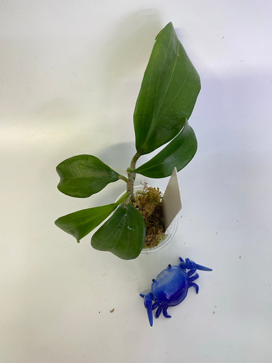 Hoya merrillii long leaf - active growth