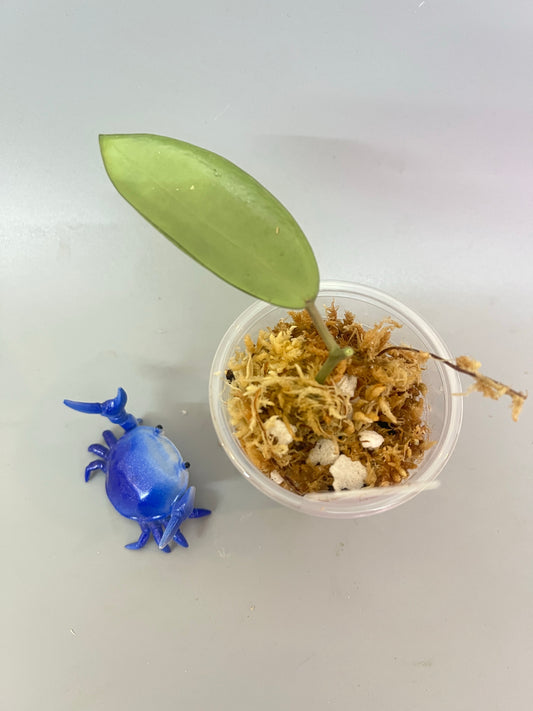 Hoya silver dollar - Unrooted