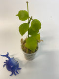 Hoya endauensis - starting to root
