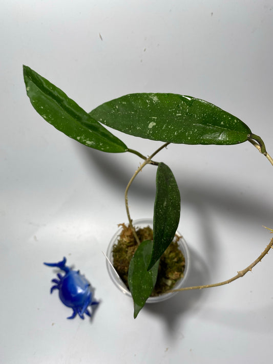 Hoya scortechinii pink UT001- actively growing.