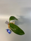 Hoya UT-030