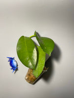 Hoya naumanii (australis x subcalva) - Unrooted