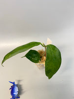 Hoya UT-030