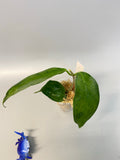 Hoya UT-030