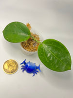 Hoya sp da lat round leaf - Unrooted