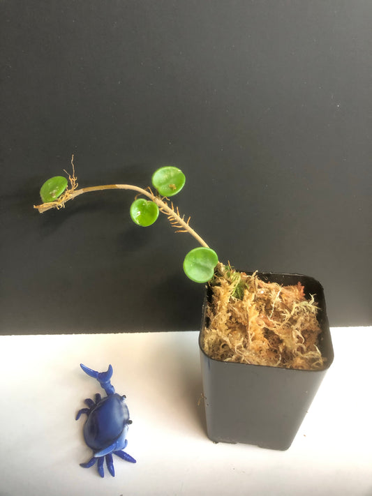 Hoya mathilde (carnosa x serpens) with some root.