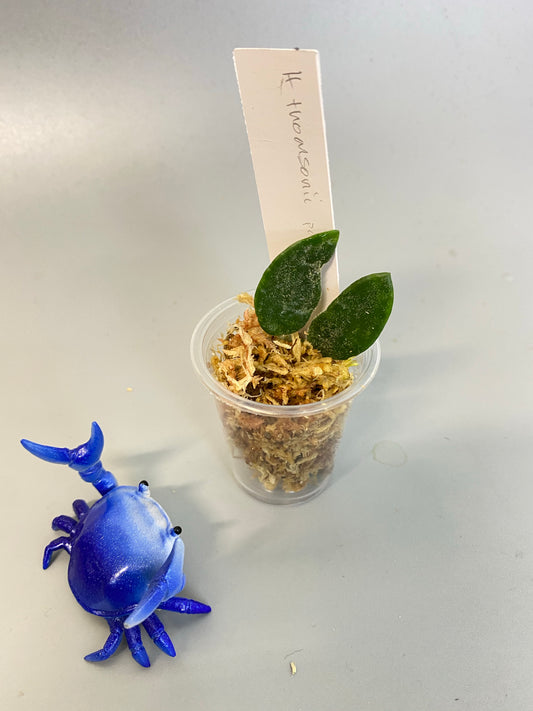 Reserved for Pimlada - Hoya thomsonii - pink flower unrooted