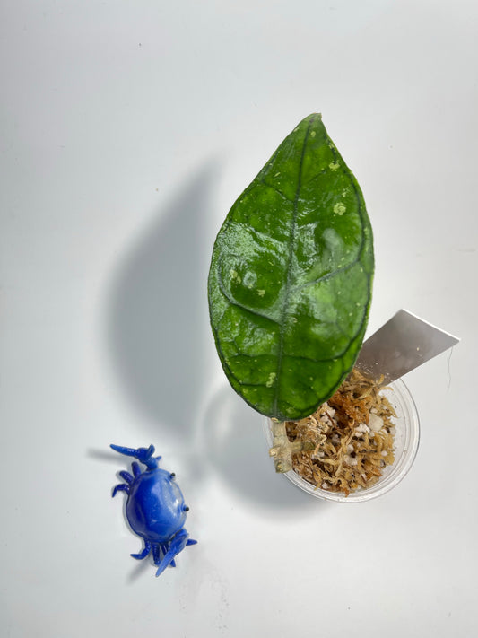 Hoya sp perak Malaysia - Unrooted