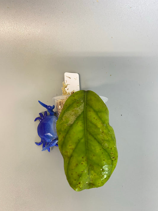 Hoya sp GPS 7020 - has roots