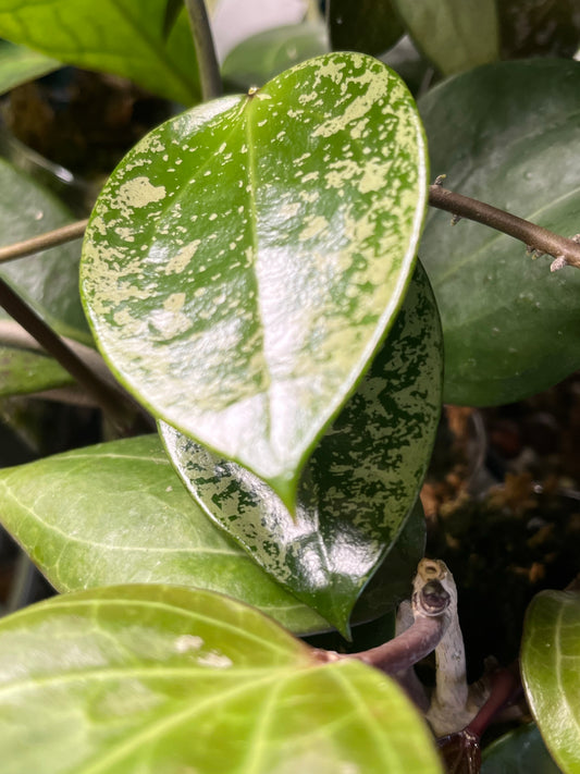 Hoya epc 973 - fresh cutting - 1 node - unrooted