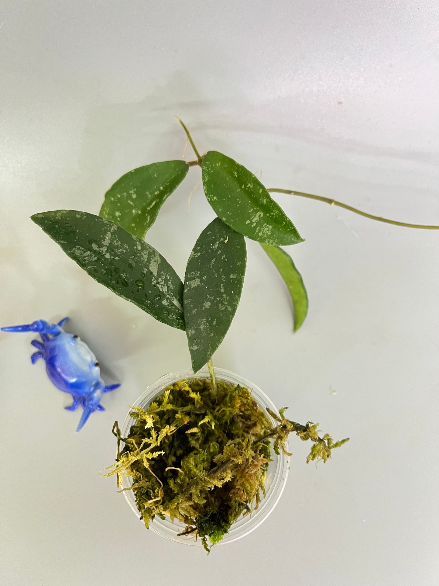 Hoya phuwuaensis - has some roots