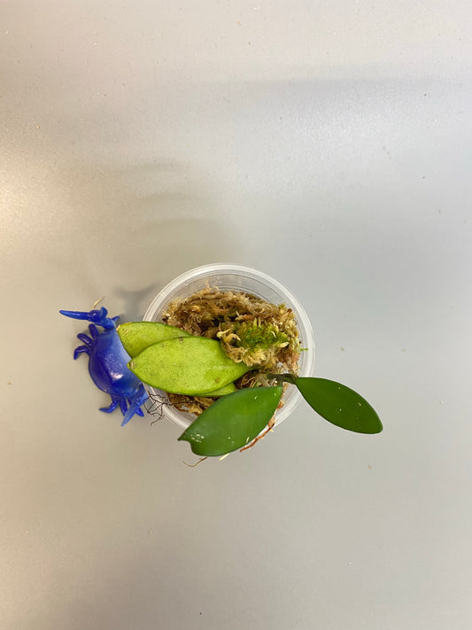 Hoya Davidcummingii - has roots