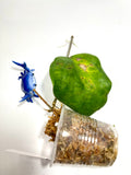Free addon - Hoya pentaphlebia - leaf blemish - Unrooted