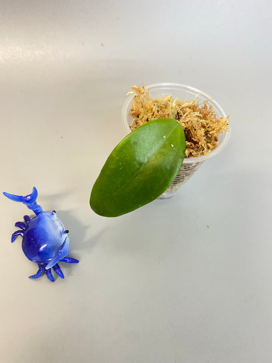 Reserved for Mariana - Hoya dr ibok - unrooted