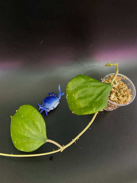 Hoya balaensis - unrooted