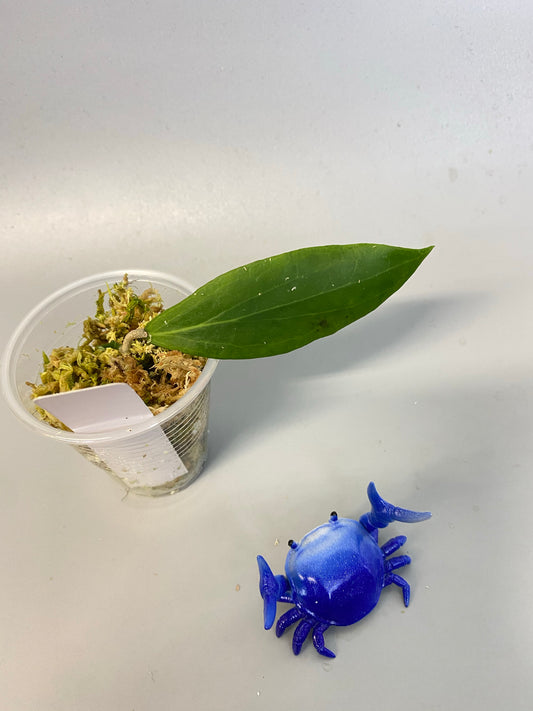 Hoya camphorifolia - active growth