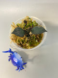 Hoya krohniana black - 2 active growth points
