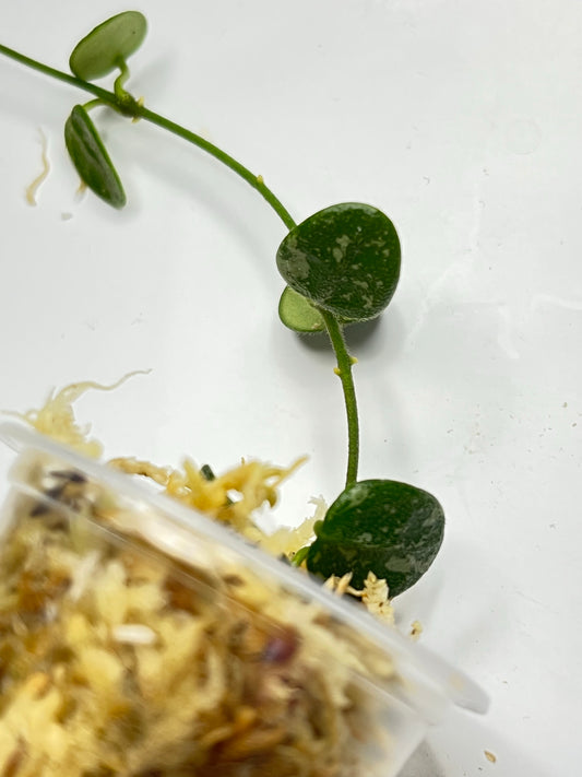 Hoya serpens splash - Unrooted