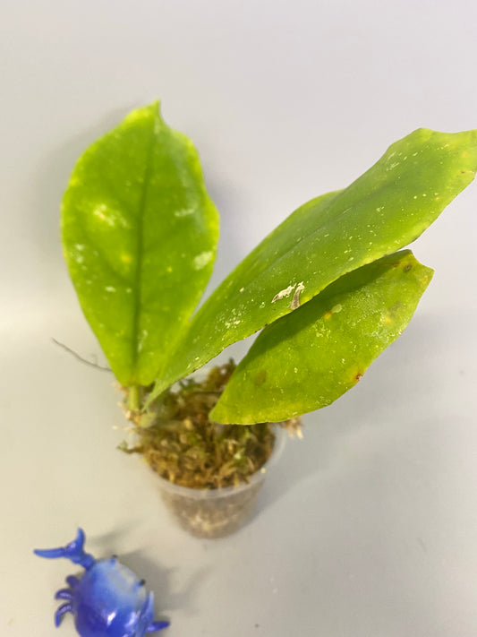 Hoya mitrata with splash - has some roots