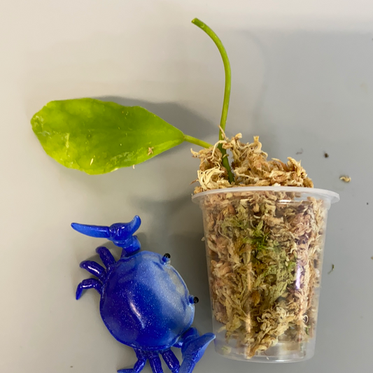 Hoya diptera fiji - Unrooted - free add on