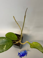 Hoya Latifolia - large leaf hoya - vining