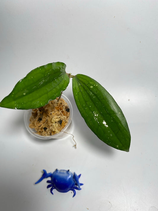 Hoya erythrina - unrooted