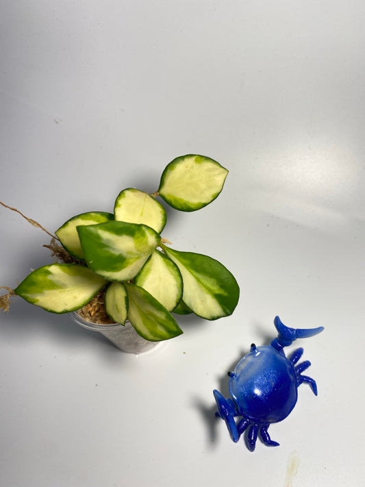 Hoya heuschkeliana variegated - Unrooted