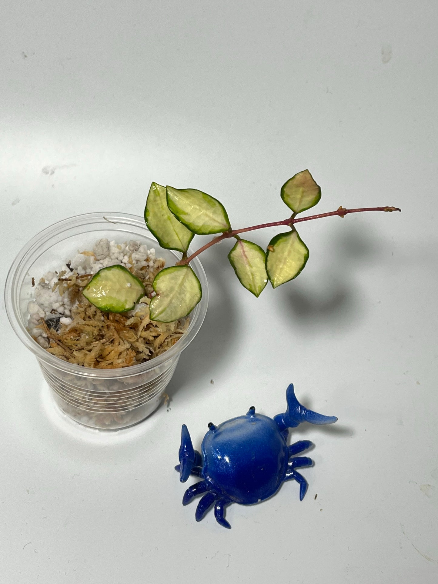 Hoya heuschkeliana variegated - Unrooted