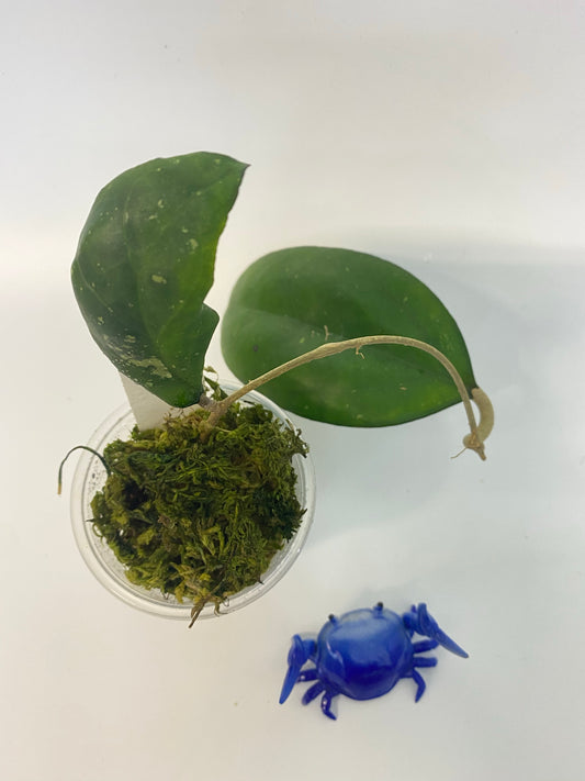 Hoya Joy - new growth