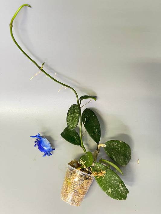 Hoya diversifolia crassipes with splash - has roots