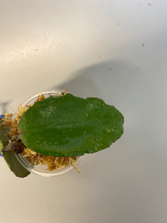 Hoya caudata big green leaf - unrooted