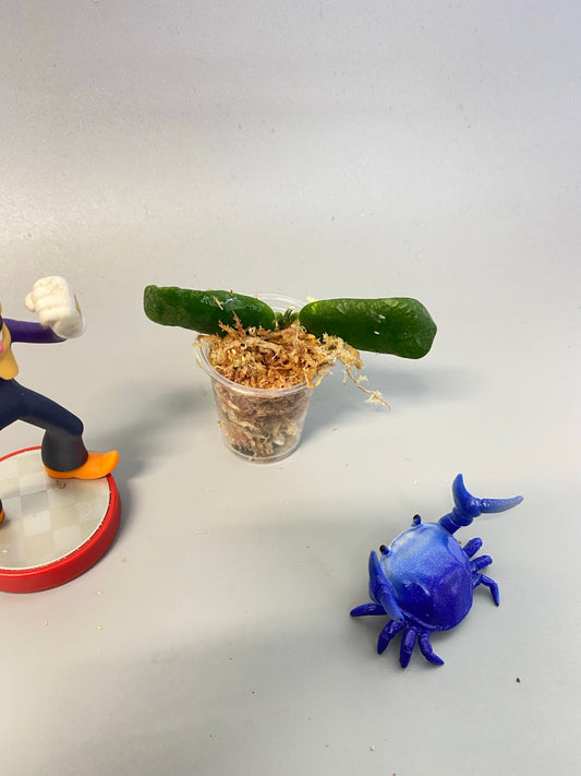 Hoya rotundiflora - Unrooted - free add-on