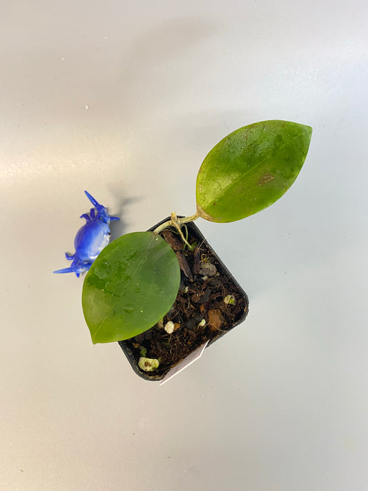 Hoya Genieve - rooted
