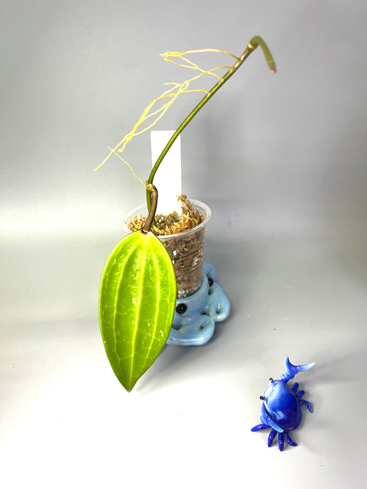 Hoya polystachya - unrooted